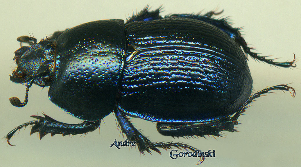 http://www.gorodinski.ru/geotrupes/Geotrupes qinling.jpg